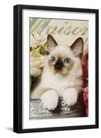 Ragdoll Seal Kitten-null-Framed Premium Photographic Print