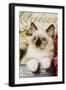 Ragdoll Seal Kitten-null-Framed Premium Photographic Print