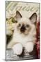 Ragdoll Seal Kitten-null-Mounted Premium Photographic Print