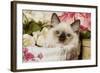 Ragdoll Seal Kitten-null-Framed Photographic Print