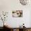 Ragdoll Seal Kitten-null-Mounted Photographic Print displayed on a wall