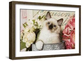 Ragdoll Seal Kitten-null-Framed Photographic Print