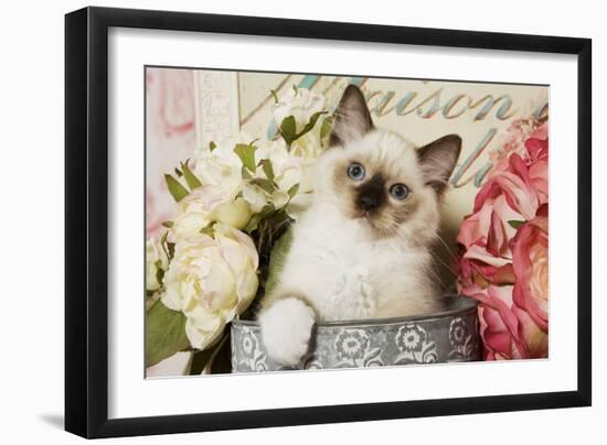 Ragdoll Seal Kitten-null-Framed Photographic Print