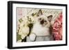 Ragdoll Seal Kitten-null-Framed Photographic Print