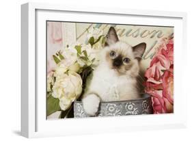 Ragdoll Seal Kitten-null-Framed Photographic Print