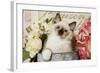 Ragdoll Seal Kitten-null-Framed Photographic Print