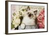 Ragdoll Seal Kitten-null-Framed Photographic Print