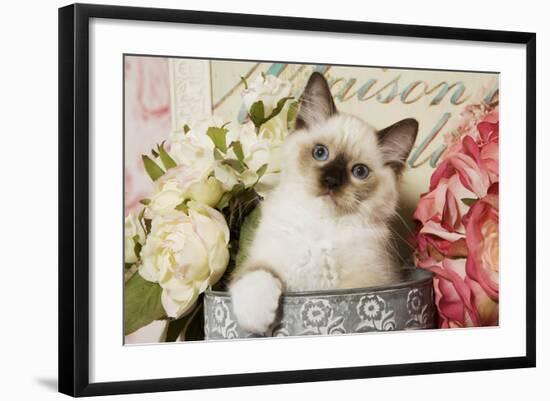 Ragdoll Seal Kitten-null-Framed Photographic Print