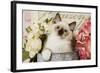 Ragdoll Seal Kitten-null-Framed Photographic Print