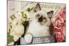 Ragdoll Seal Kitten-null-Mounted Photographic Print