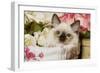 Ragdoll Seal Kitten-null-Framed Photographic Print