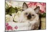 Ragdoll Seal Kitten-null-Mounted Photographic Print