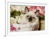 Ragdoll Seal Kitten-null-Framed Photographic Print