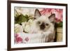 Ragdoll Seal Kitten-null-Framed Photographic Print