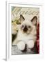 Ragdoll Seal Kitten-null-Framed Photographic Print