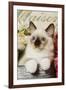 Ragdoll Seal Kitten-null-Framed Photographic Print