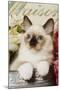 Ragdoll Seal Kitten-null-Mounted Photographic Print