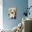 Ragdoll Seal Kitten-null-Photographic Print displayed on a wall