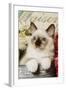 Ragdoll Seal Kitten-null-Framed Photographic Print