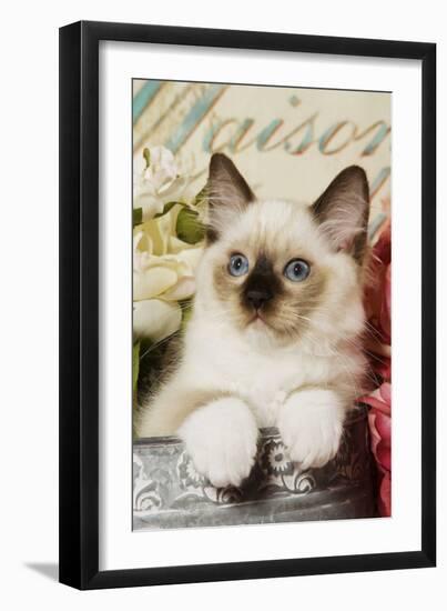 Ragdoll Seal Kitten-null-Framed Photographic Print