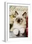 Ragdoll Seal Kitten-null-Framed Photographic Print