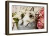 Ragdoll Seal Kitten-null-Framed Photographic Print