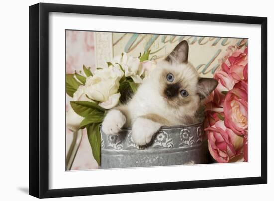 Ragdoll Seal Kitten-null-Framed Photographic Print