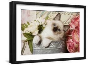 Ragdoll Seal Kitten-null-Framed Photographic Print