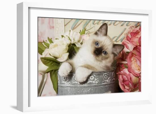 Ragdoll Seal Kitten-null-Framed Photographic Print