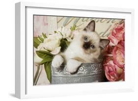 Ragdoll Seal Kitten-null-Framed Photographic Print
