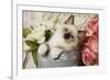 Ragdoll Seal Kitten-null-Framed Photographic Print