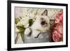 Ragdoll Seal Kitten-null-Framed Photographic Print