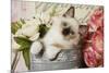 Ragdoll Seal Kitten-null-Mounted Photographic Print