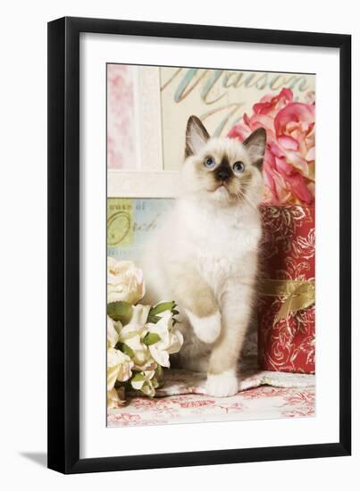 Ragdoll Seal Kitten-null-Framed Photographic Print