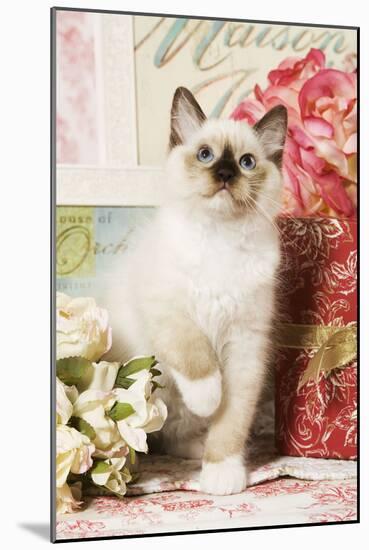 Ragdoll Seal Kitten-null-Mounted Photographic Print