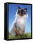 Ragdoll Seal Point-null-Framed Stretched Canvas