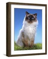 Ragdoll Seal Point-null-Framed Photographic Print