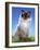 Ragdoll Seal Point-null-Framed Photographic Print