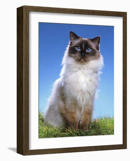 Ragdoll Seal Point-null-Framed Photographic Print