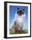 Ragdoll Seal Point-null-Framed Photographic Print