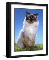 Ragdoll Seal Point-null-Framed Photographic Print