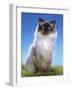 Ragdoll Seal Point-null-Framed Photographic Print