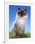 Ragdoll Seal Point-null-Framed Photographic Print