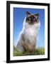 Ragdoll Seal Point-null-Framed Photographic Print