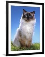 Ragdoll Seal Point-null-Framed Photographic Print