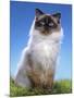 Ragdoll Seal Point-null-Mounted Photographic Print