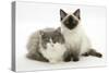 Ragdoll X British Shorthair and Ragdoll Kittens, 12 Weeks-Mark Taylor-Stretched Canvas