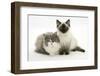 Ragdoll X British Shorthair and Ragdoll Kittens, 12 Weeks-Mark Taylor-Framed Photographic Print