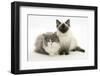 Ragdoll X British Shorthair and Ragdoll Kittens, 12 Weeks-Mark Taylor-Framed Photographic Print