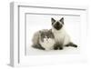 Ragdoll X British Shorthair and Ragdoll Kittens, 12 Weeks-Mark Taylor-Framed Photographic Print